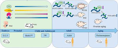 The Role of m6A on Female Reproduction and Fertility: From Gonad Development to Ovarian Aging